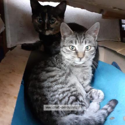 Photo 1/1 Chat retrouvé Perdu à Messanges