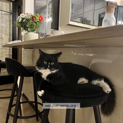 Photo de chat perdu à Floirac
