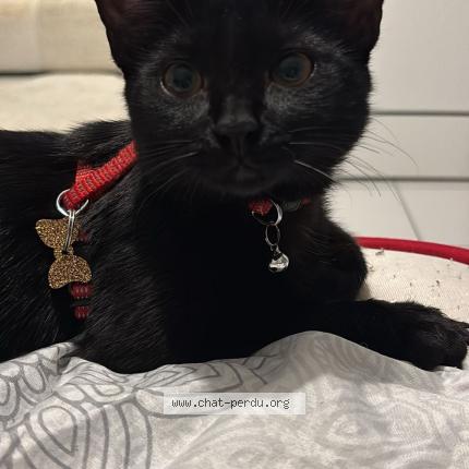 Photo de chat perdu à Cranves Sales