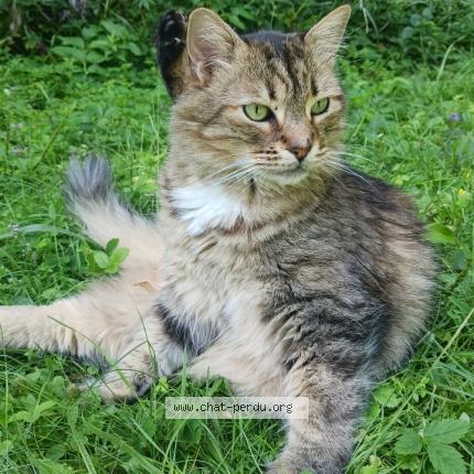 Photo 1/1 Charly Chat perdu à Deux montagnes