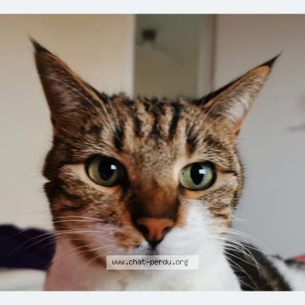 Photo 1/1 Fifi Chat perdu à Champigny