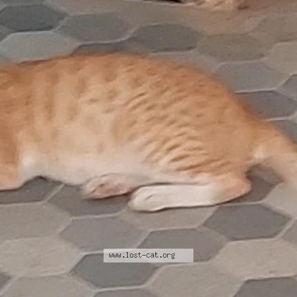 Photo 1/1 Tannie Chat perdu à Chennai