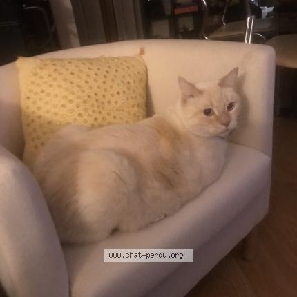 Photo 1/1 Rocket Chat perdu à St martin d heres