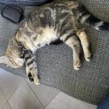 Photo de chat perdu à Cuisiat