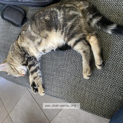 Photo 1/1 Chat retrouvé Perdu à Cuisiat