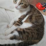 Photo de chat perdu à Rochefort En Yvelines