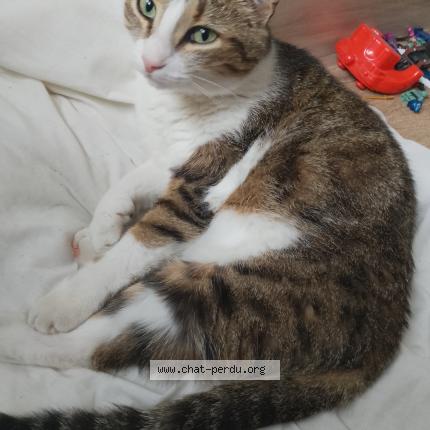 Photo 1/1 Chat retrouvé Perdu à Rochefort en yvelines