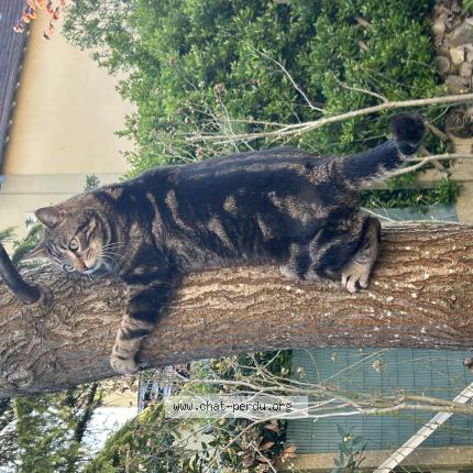 Photo 1/1 TIGROU Chat perdu à Etiolles