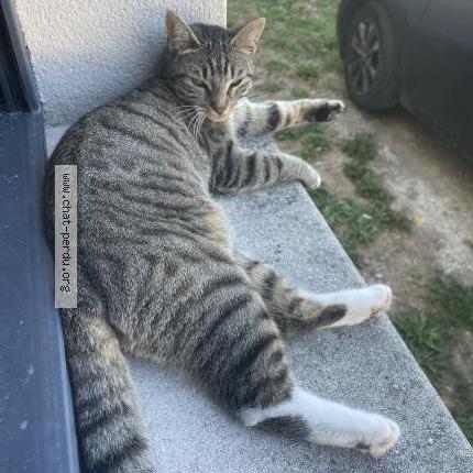 Photo de chat perdu à Neuville Aux Bois