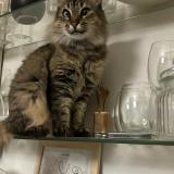 Photo de chat perdu à Hurlingham