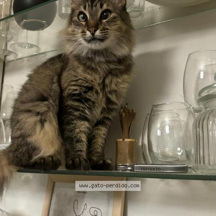 Photo 1/1 LUCIO Chat perdu à Hurlingham