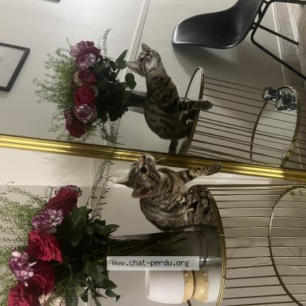 Photo 1/1 Icha Chat perdu à Champigny sur marne