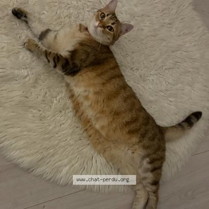Photo 1/1 Chat retrouvé Perdu à Lyon