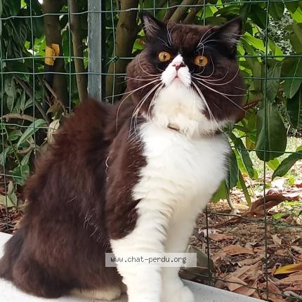 Photo de chat perdu à Tours