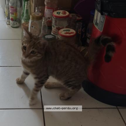 Photo 1/1 Chat retrouvé Trouvé à Condat Sur Vienne