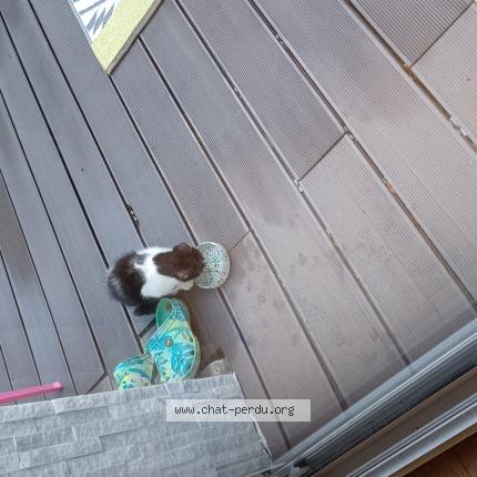 Photo 1/1 Chat trouvé Trouvé à Mervent