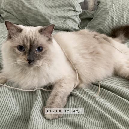 Photo de chat perdu à Boulogne Billancourt