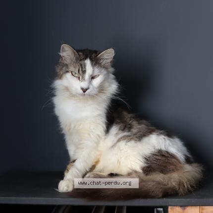 Photo 1/1 Indy Chat perdu à Arras sur rhone