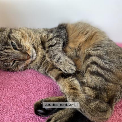 Photo de chat trouvé à Erdeven
