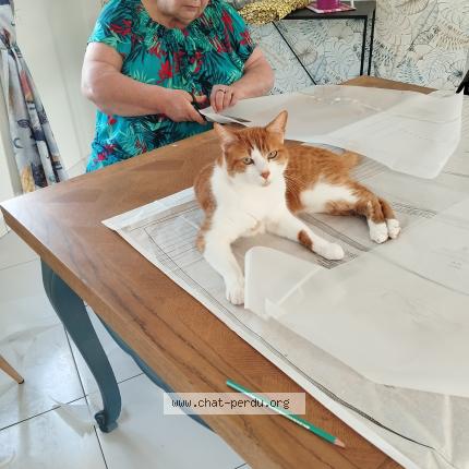 Photo 1/1 Chat retrouvé Perdu à Chauny