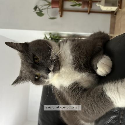 Photo 1/1 Sylver Chat perdu à Longueil annel