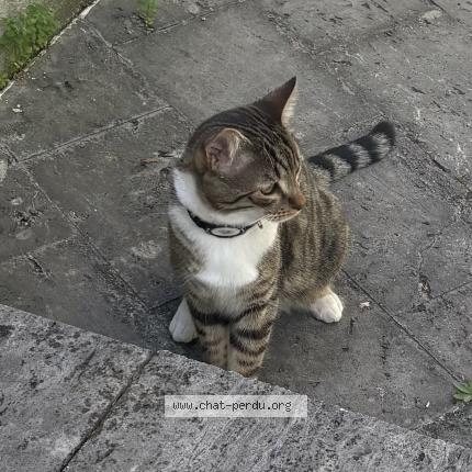 Photo de chat perdu à Aix Les Bains