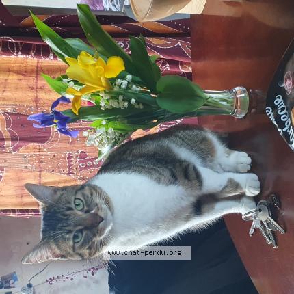 Photo 1/1 Bianka Chat perdu à Nozay