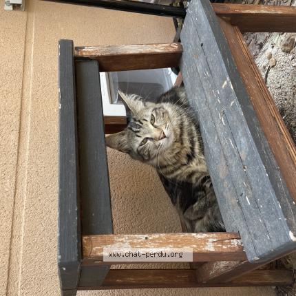 Photo 1/1 Nadja Chat perdu à Marseille