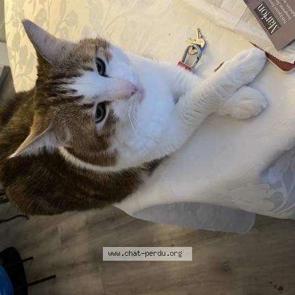 Photo 1/1 Herm&egrave;s Chat perdu à Lamberville