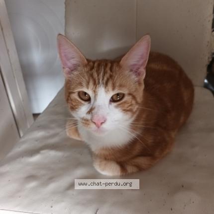 Photo 1/1 mobylette Chat perdu à Longchamps