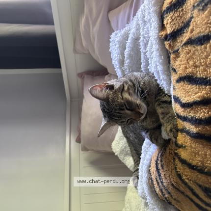 Photo 1/1 Duchesse Chat perdu à Breuillet