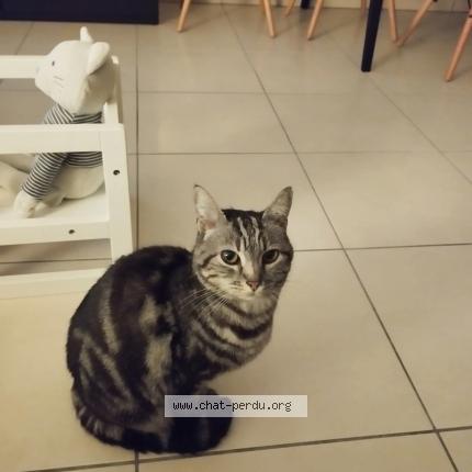 Photo 1/1 CAPUCINE Chat perdu à La ciotat