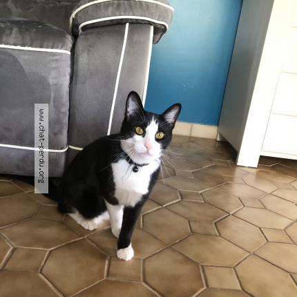 Photo 1/1 Chat retrouvé Perdu à Chirac