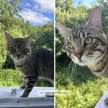 Photo de chat perdu à Argenteuil