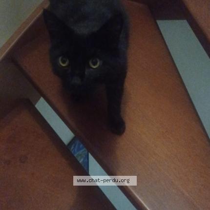 Photo 1/1 Picsou Chat perdu à Angers