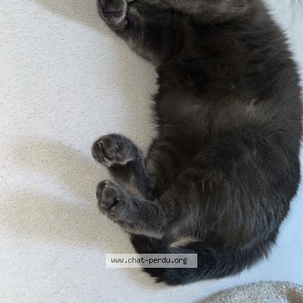 Photo 1/1 Chat retrouvé Perdu à Frouzins
