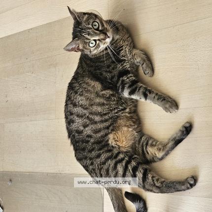 Photo 1/1 Chat retrouvé Perdu à Saint martin d heres