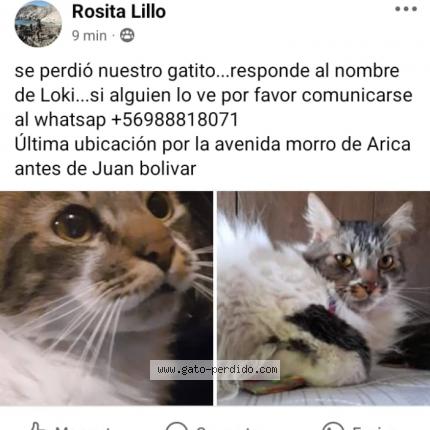 Photo 1/1 Loki Chat perdu à Antofagasta