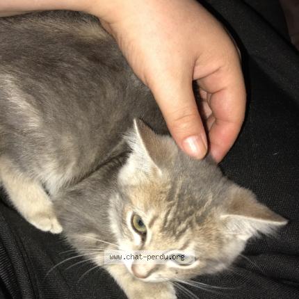Photo 1/1 Chat retrouvé Perdu à Corbeil Essonnes