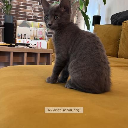 Photo de chat trouvé à Valence