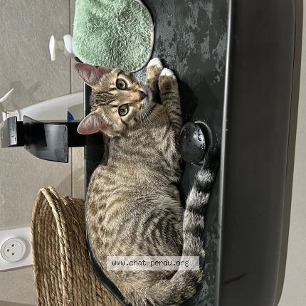Photo de chat perdu à Albi