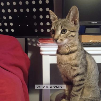 Photo 1/1 CHATON Chat perdu à Pavie