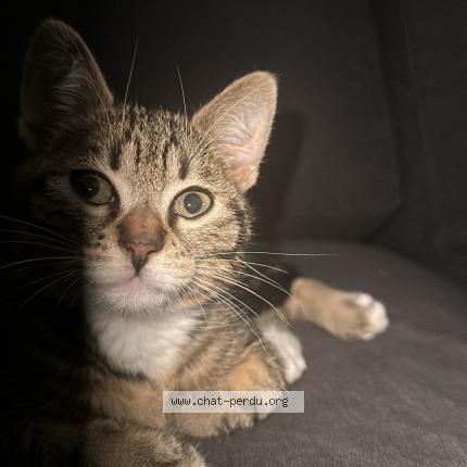 Photo 1/1 Alvin Chat perdu à La rochelle