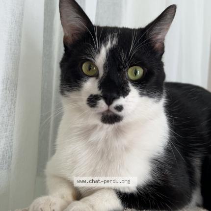 Photo de chat perdu à Villefontaine