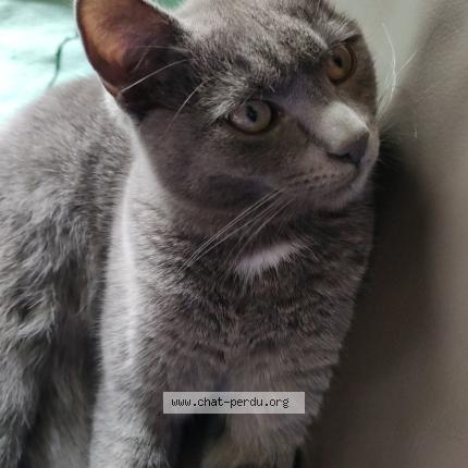 Photo 1/1 Gaspard Chat perdu à Oye plage