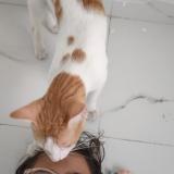 Photo de chat perdu à Latur