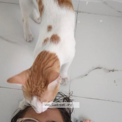 Photo 1/1 Sheru or shona Chat perdu à Latur