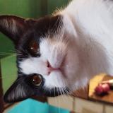 Photo de chat perdu à Llavallol