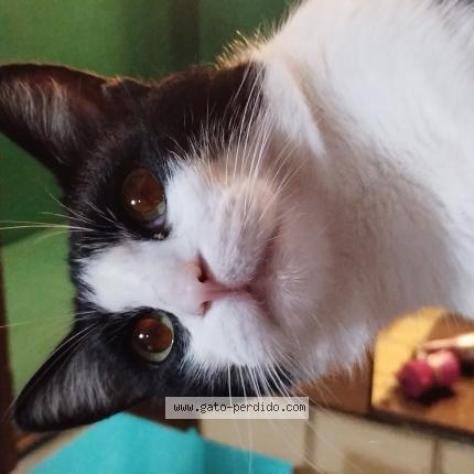 Photo 1/1 Felix Chat perdu à Llavallol