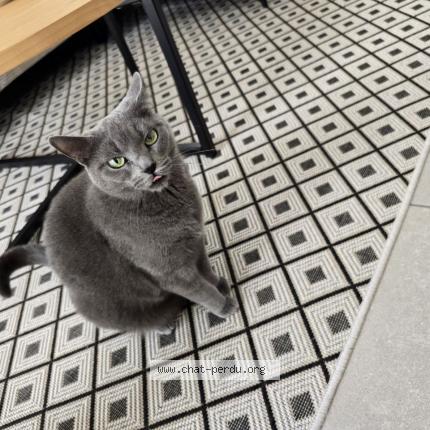 Photo 1/1 Kalia Chat perdu à Chartres